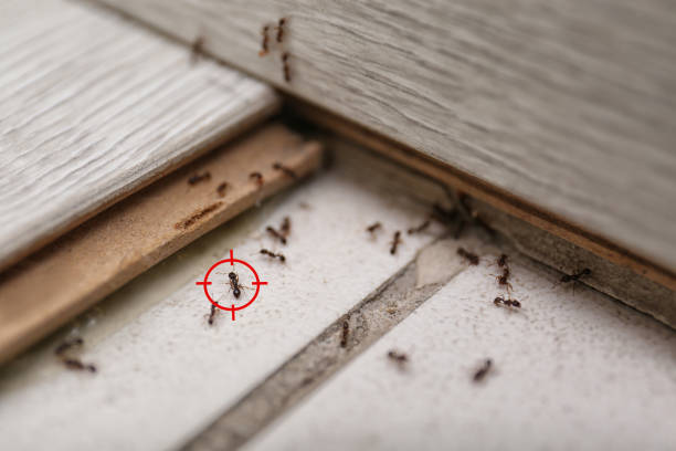 Best Affordable Pest Control Services  in Dover, NH