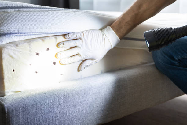 Best Flea Control Services  in Dover, NH
